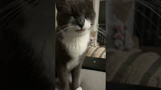 Politely asking for his dinner #shorts #intresting #catlover #cute
