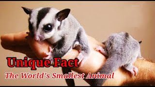 Unique Facts About Animals That Are Rarely Known in The World