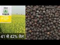 पायोनियर 45s44 सरसों की नई हाइब्रिड किस्म pioneer mustard seed price सरसों की खेती khrishi kheti