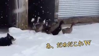 カモが雪を初体験！可愛らしい驚きの様子に海外もほっこり　海外の反応