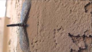 What is this bug? Moth? Dragon Fly? Beneficial or non beneficial insect?