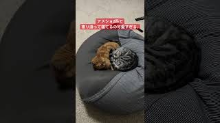 2匹寄り添って寝るアメショの猫達 #shorts #cat #猫 #アメショ