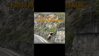 四川路边偶遇大熊猫  Encounter with  pandas on roadside in Sichuan