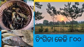 ଆଜି ମୋର ବାପା ମାଛ ବିକି ଯାଉଛନ୍//sambalpuri jd vlog//sambalpur