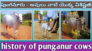 పుంగనూరు ఆవులు | వాటి యొక్క విశిష్టత | history of punganur cow | in telugu | ismart raaju vlogs