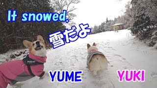 コーギーのゆき＆ゆめ　初雪！でお散歩だよ　Corgi YUKI \u0026 YUME playing in the snow for the first time this season.