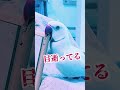 どこでもおサイコ発動中の白タイツさんはまるでアレ ワカケホンセイインコ インコ shorts