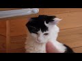 【しつこい人間にキレて無視しようとする猫】a cat that is angry with a persistent human and tries to ignore it