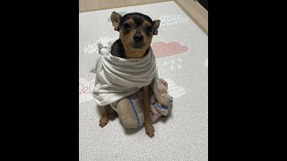 도비는 자유에요 강아지버전 (미니핀), Dobby is free dog's version