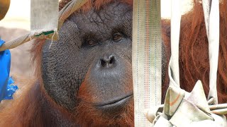 落花生のキュー（Peanut Que）　多摩動物公園　オランウータン　202308