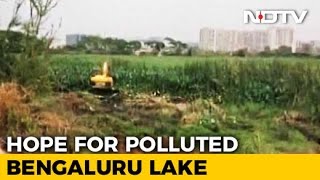 Bengaluru's Bellandur Lake, Which Burst Into Flames, Finally Being Cleaned