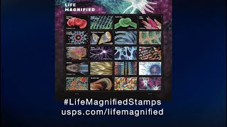 Lifemagnifiedstamps