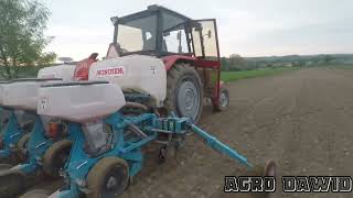 SIEWY KUKURYDZY. MASSEY FERGUSON 255 I SIEWNIK MONOSEM