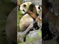 china owns every panda in the world 🇨🇳