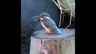 カワセミ狛江地区お母さんショート 2024 08 24 #カワセミ #野鳥 #birds #wildlife #nature #自然観察ぶらり散歩