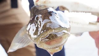 【落ちハゼ】のべ竿で趣深くデカハゼを狙う【釣り】