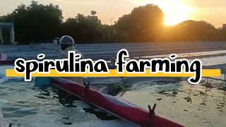 spirulina farming in Telugu #spirulinafarming #spiritualjourney #spiritualgrowth #spirulinatiens