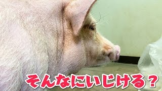 お風呂に入ろうと言ったら風呂嫌いのミニブタがいじけたんだけど・・・【つくね】