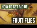 How to Get Rid of Fruit Flies (3 Simple Steps)