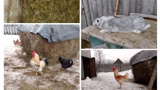 Жизнь в деревне 🌳 Вся птичка гуляет на улице🦆🐓🦃 Кормление овец и кроликов и птиц ☀️🌞