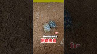 競標拍賣，會讓人手養啦#烏龜#陸龜#豹龜#tortoise#leopardtortoise