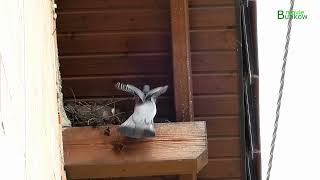 Gołębie grzywacze budują gniazdo * Crested pigeons build a nest