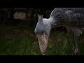 ハシビロコウ　神戸どうぶつ王国　shoebill