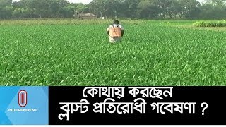 বাংলাদেশ থেকে চিরতরে হুইট ব্লাস্ট রোগ  নির্মূলে গবেষণা শুরু ।। Meherpur Wheat Blust