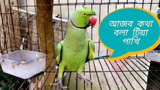 অসাধারণ কথা বলা টিয়া পাখি || funny talking parrot || tiya pakhi kotha bole