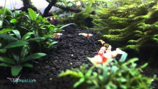 Female Crystal Red Shrimp PRL Shrimptank - 20150531 clip 25