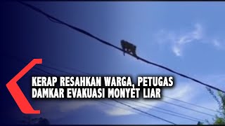 Kerap Resahkan Warga, Petugas Damkar Evakuasi Monyet Liar