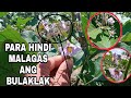 NAGLALAGAS NA BULAKLAK NG TALONG | ANO BA ANG SOLUSYON?