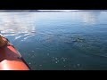 basking shark encounter with seafari adventures oban