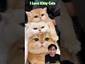 I LOVE KITTEN AND CATS SO FUNNY !!!?? #cat #kucingorenlucu #kucinglucu #kucingkakipendek #kucing