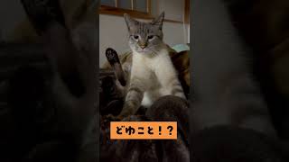 ふみふみ中の猫の顔つきが完全に職人な件