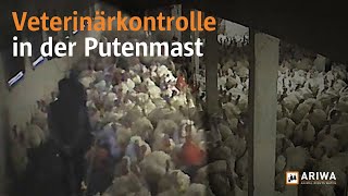 Veterinärkontrolle in der Putenmast