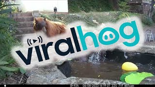 Bear Family Cools Off in Backyard Pond || ViralHog