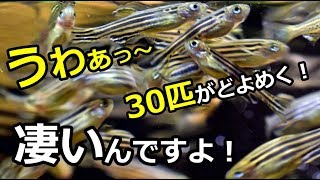 30匹の群れ！餌を食い尽くす！アクアリウム界で一番旬な魚！？