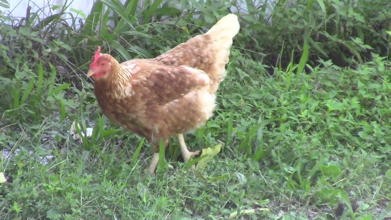 Chickens Youtube