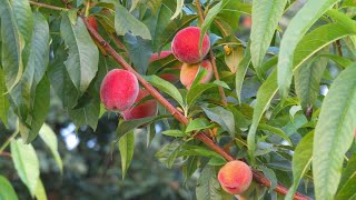 Must-Grow Winners: Top Cold Hardy Fruit Trees for a Bountiful, Frost-Resistant Orchard!