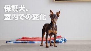 怖がりな保護犬、家の中でも大きな変化が！