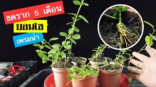 บอนไซ : รากสวยขดทิ้งไว้ 5 เดือน บอนไซเพรมน่า (Premna microphylla) | Bonsai 026