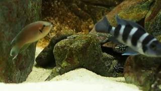 Neolamprologus brichardi vs julidochromis transcriptus