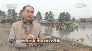 20151126 致富经  养鱼一年 多卖1000万元