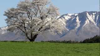 EOS Kiss X4【一本桜と岩手山　A cherry tree and Mt.Iwate 】