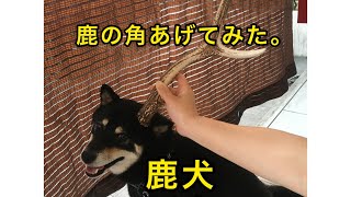 本物の鹿の角あげたらどうなる？犬のおもちゃ【週間琥太郎】