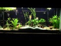 Angelfish Tank 