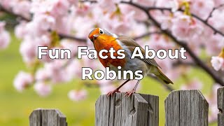 Fun Facts About Robins