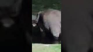 ഇതിൽ ആരാ കൊച്ചുകുട്ടി 😜#shortvideo #viralshort #trending #elephants