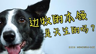 你知道吗？边境牧羊犬放牧的本领，是与生俱来的吗？